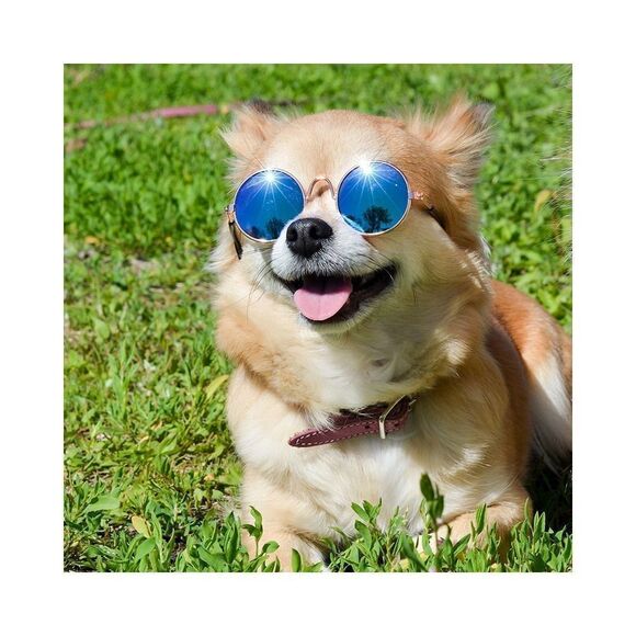 ⛔️CLEARANCE⛔️ Mini Retro Pet Sunglasses - Picture 11 of 15